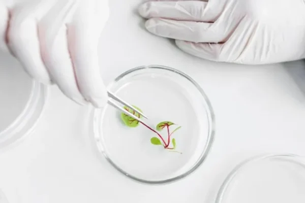 Qualite embryonnaire et son lien avec limplantation Que devons nous savoir